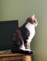 Enlarge Oscar, an adopted mixed breed in Englewood, FL image 1/3