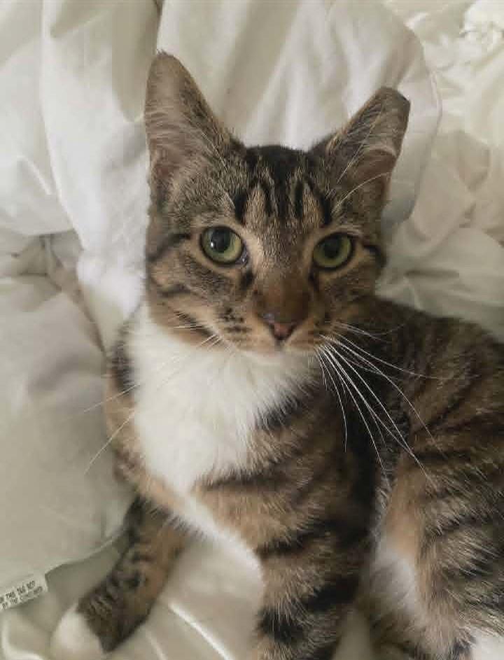 Enlarge Nala, a ADOPTABLE Domestic Short Hair in Springfield, PA image 2/5