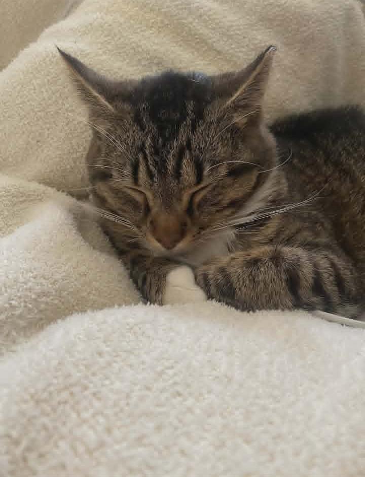 Enlarge Nala, a ADOPTABLE Domestic Short Hair in Springfield, PA image 3/5