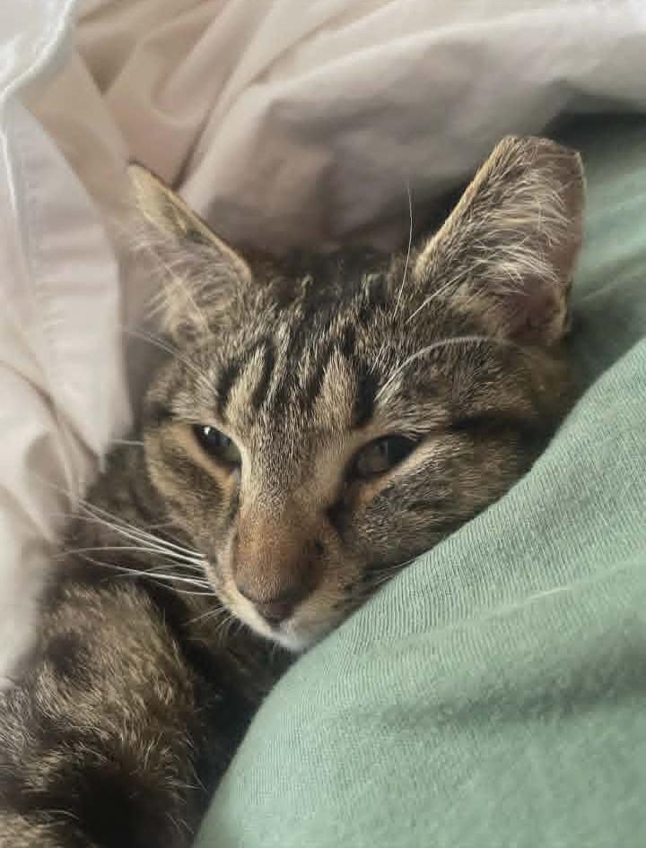 Enlarge Nala, a ADOPTABLE Domestic Short Hair in Springfield, PA image 5/5