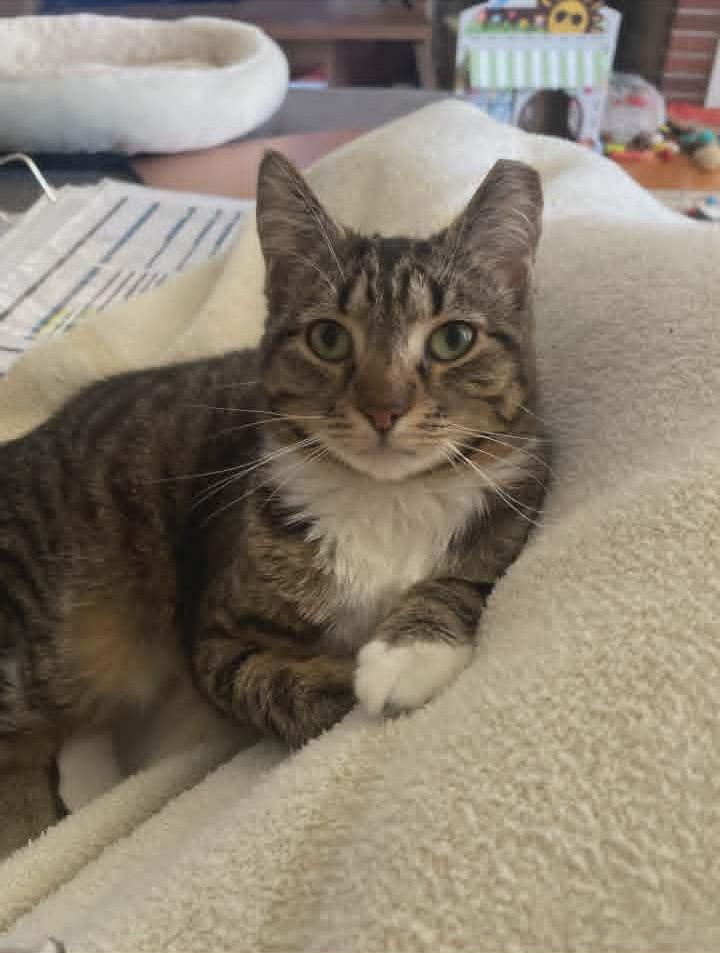 Nala, ADOPTABLE, Young Female Domestic Short Hair.