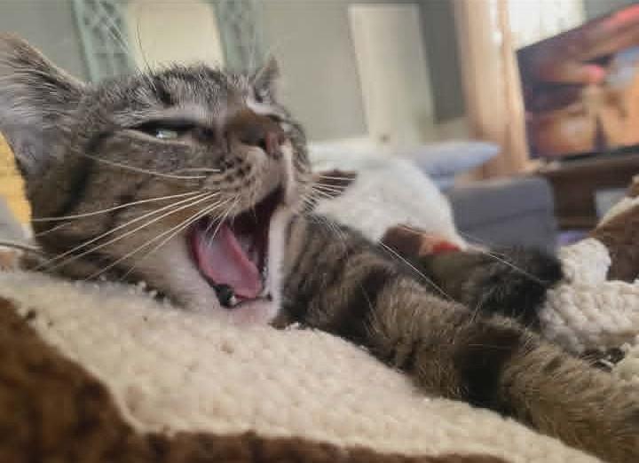 Enlarge Nala, a ADOPTABLE Domestic Short Hair in Springfield, PA image 4/5
