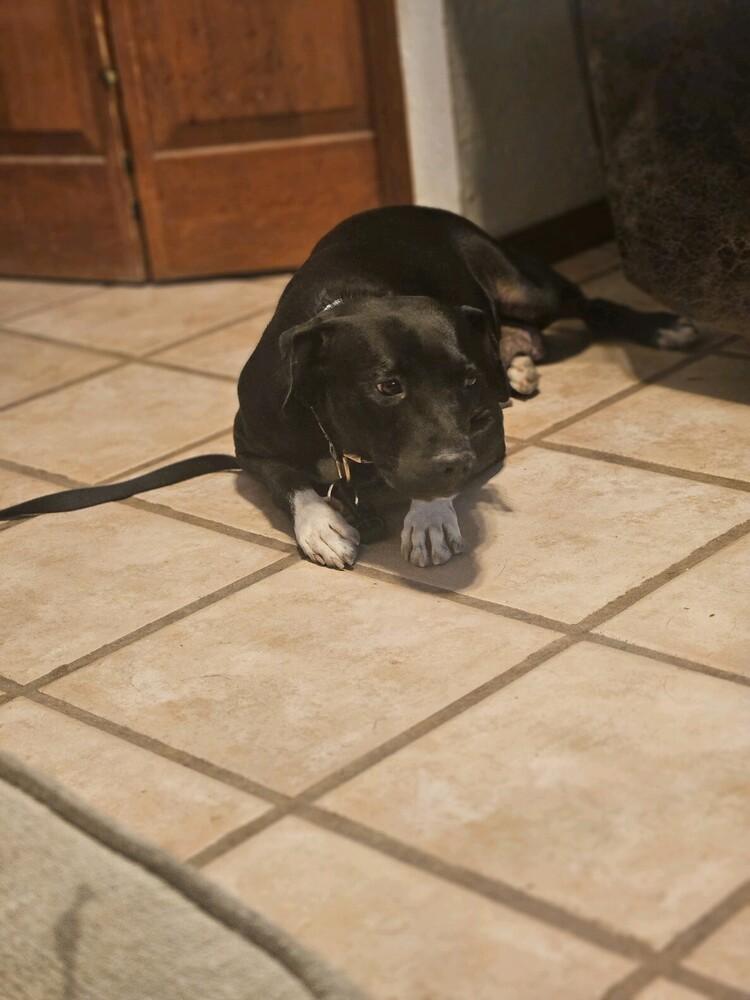 Honey Bear, Adoptable, Adult Female Labrador Retriever & Staffordshire Bull Terrier.