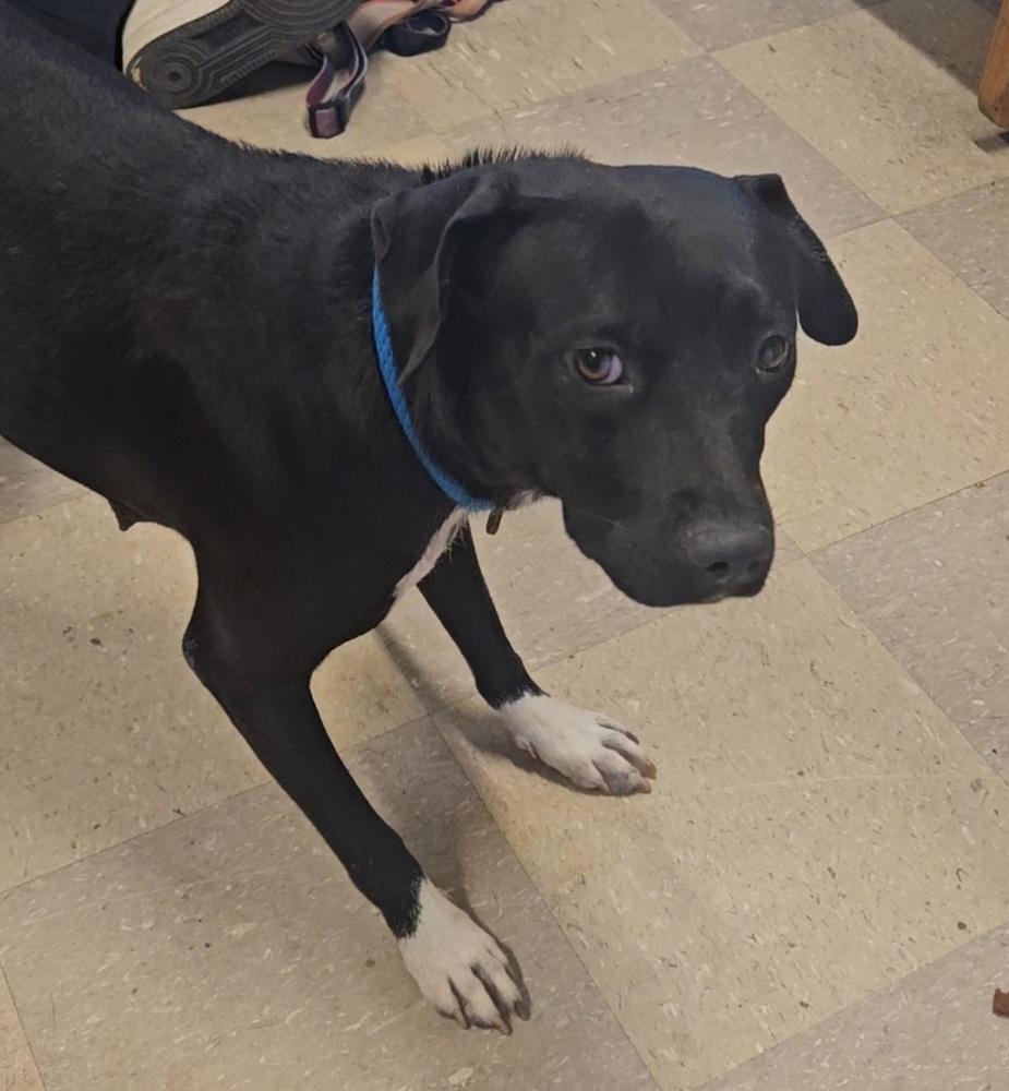 Honey Bear, Adoptable, Adult Female Labrador Retriever & Staffordshire Bull Terrier.