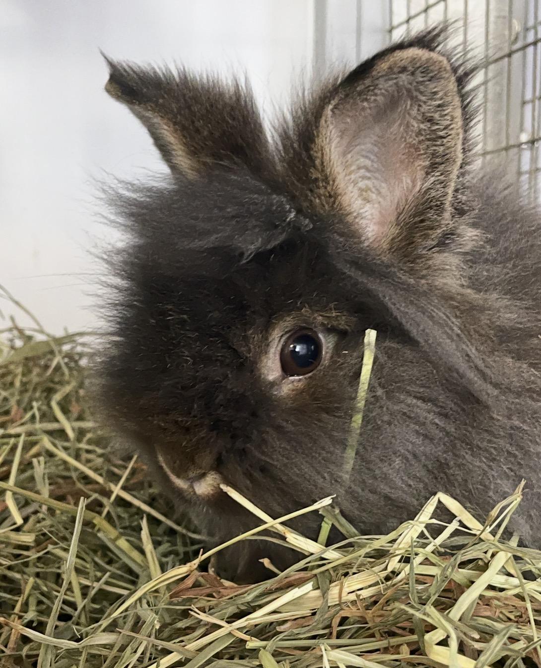 Jiggly Puff, adopted, Young Female Lionhead.