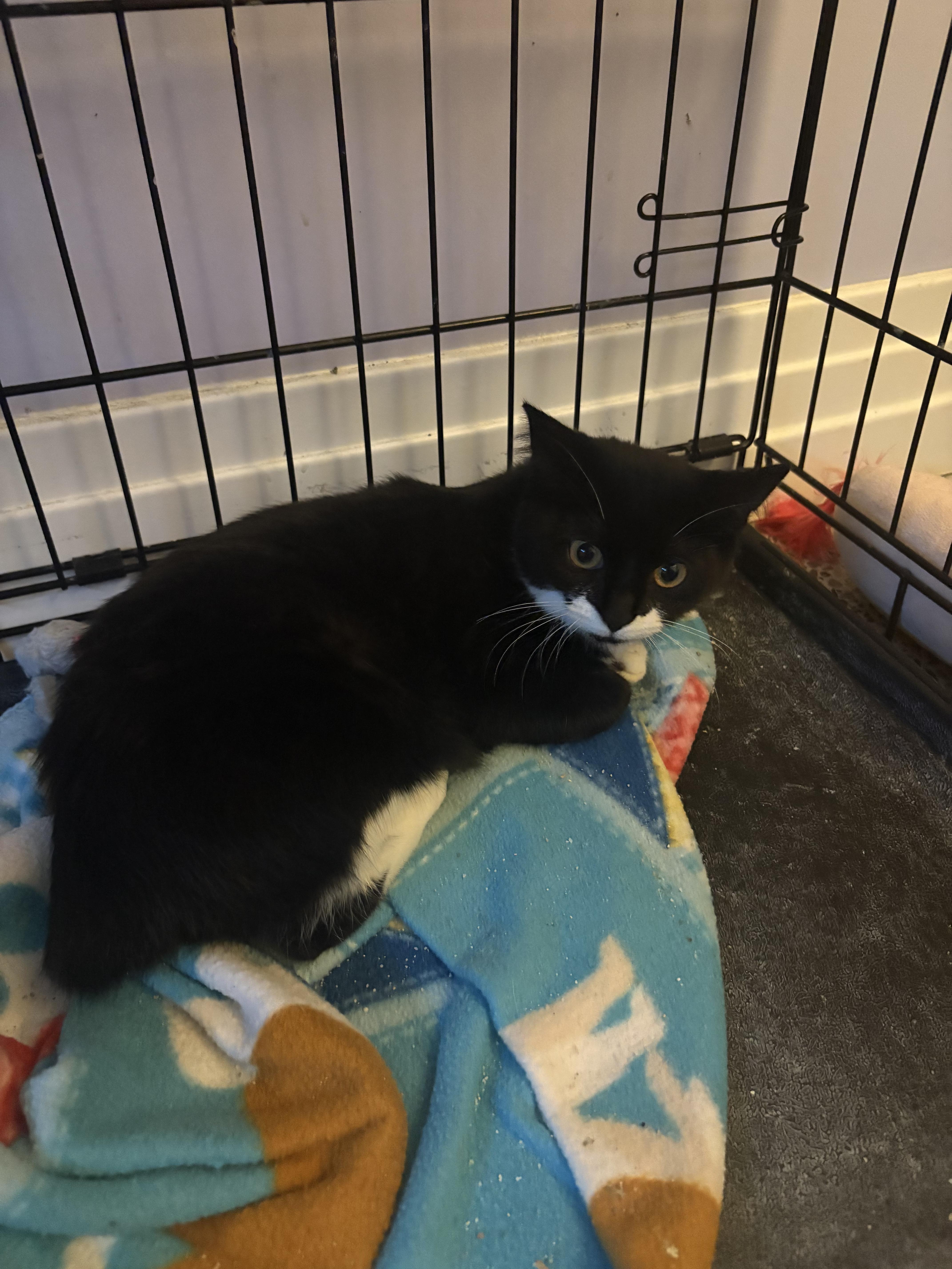 Enlarge Flopsy, a ADOPTABLE Manx image 1/1