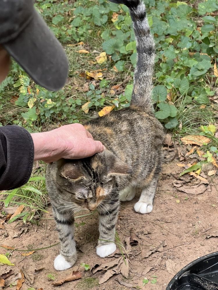 Bethany, Adoptable, Adult Female Domestic Short Hair.