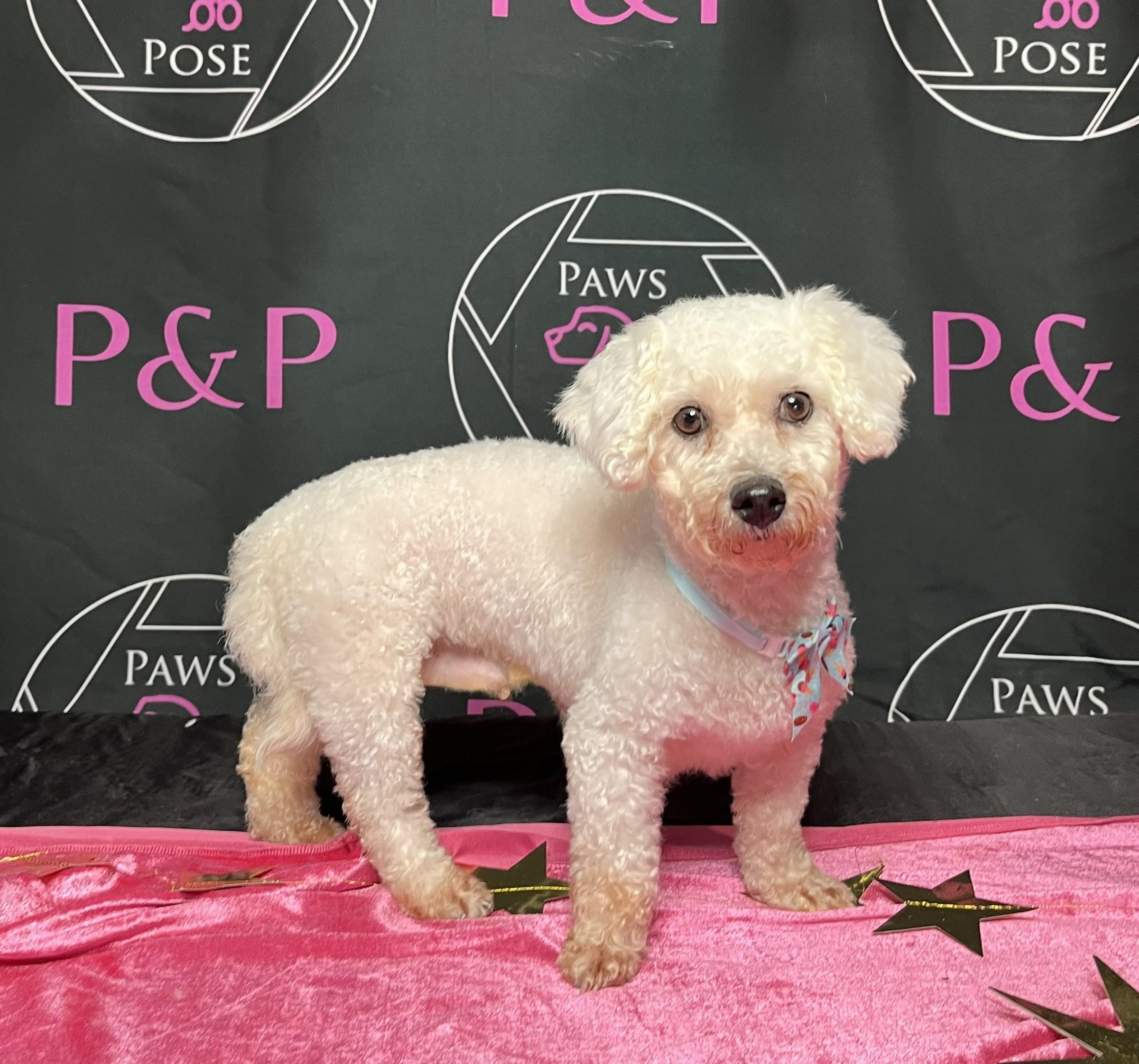Enlarge Jasmine, a ADOPTABLE Bichon Frise in Blue Springs, MO image 3/3