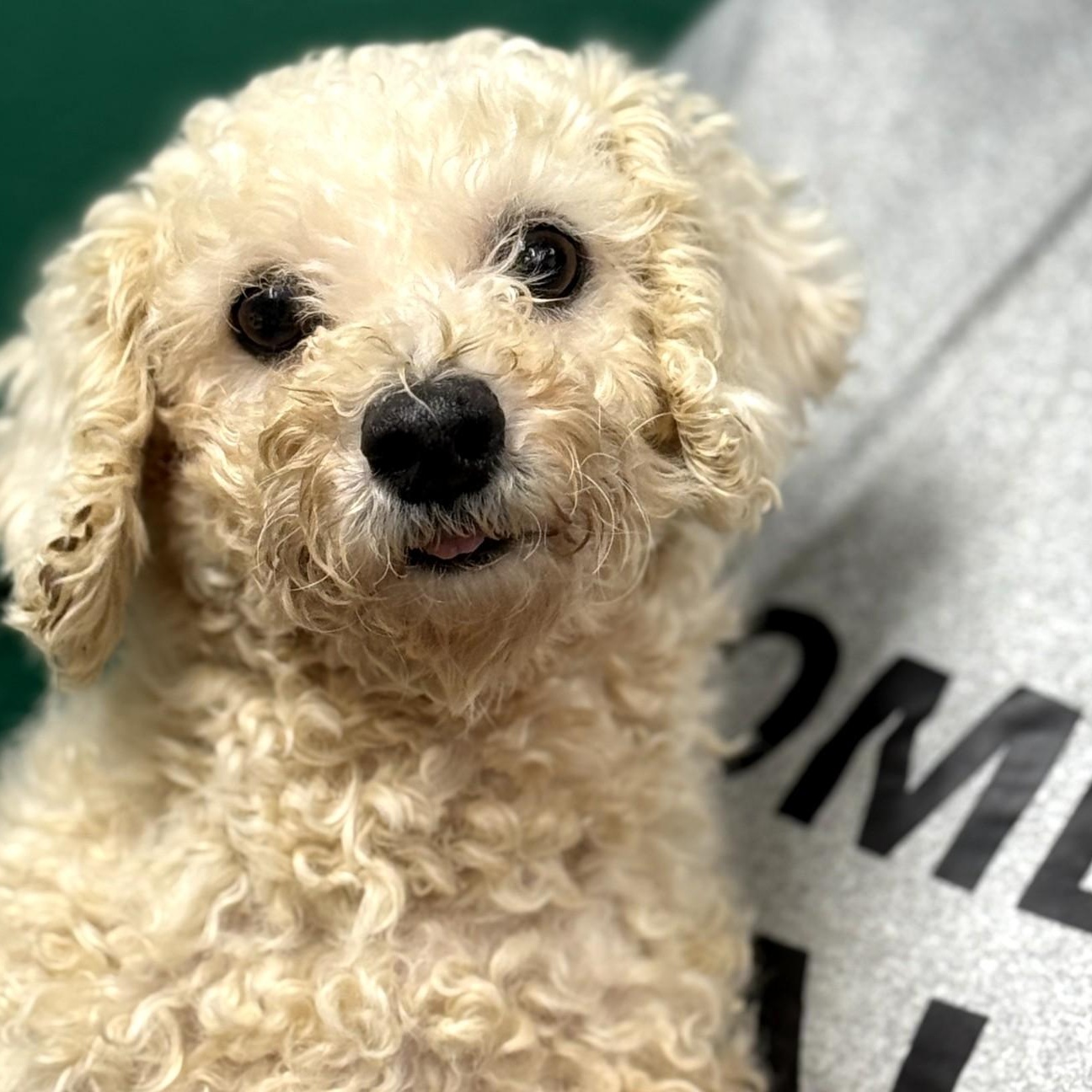 Enlarge Jasmine, a ADOPTABLE Bichon Frise in Blue Springs, MO image 2/3