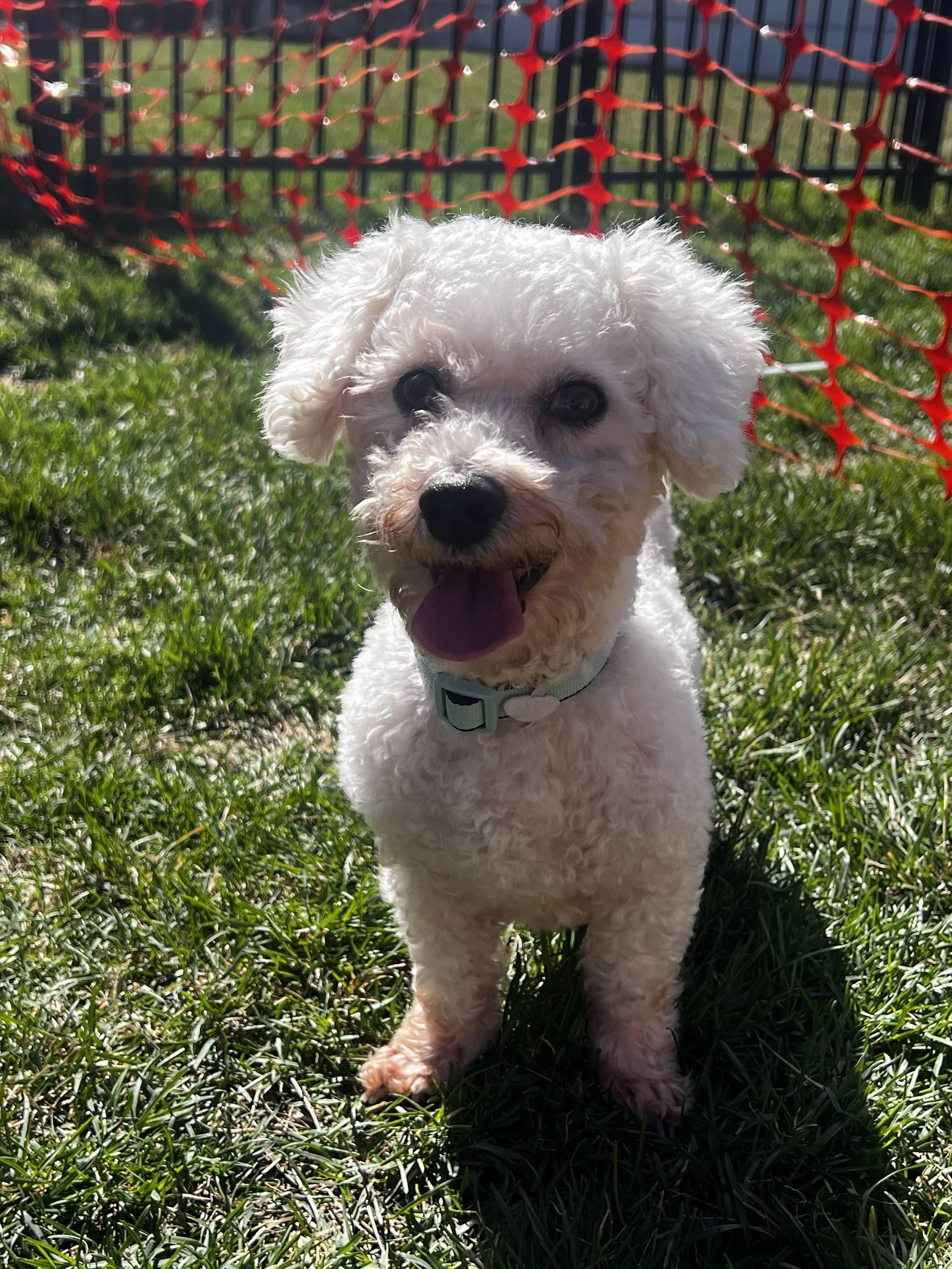 Enlarge Jasmine, a ADOPTABLE Bichon Frise in Blue Springs, MO image 1/3
