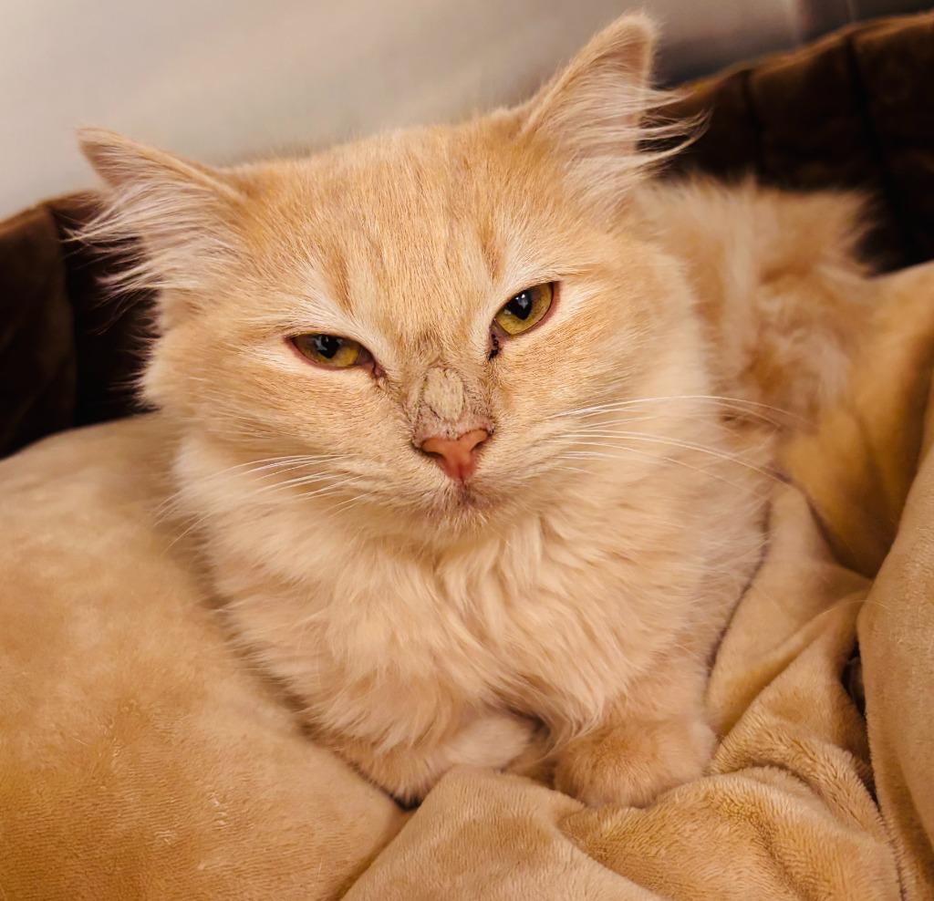 Enlarge Ricotta, a Adoptable mixed breed in Madison, GA image 1/1