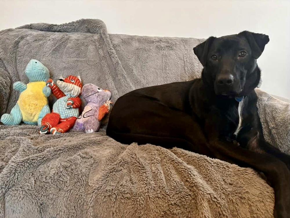 Brutus, Adoptable, Adult Male Retriever.