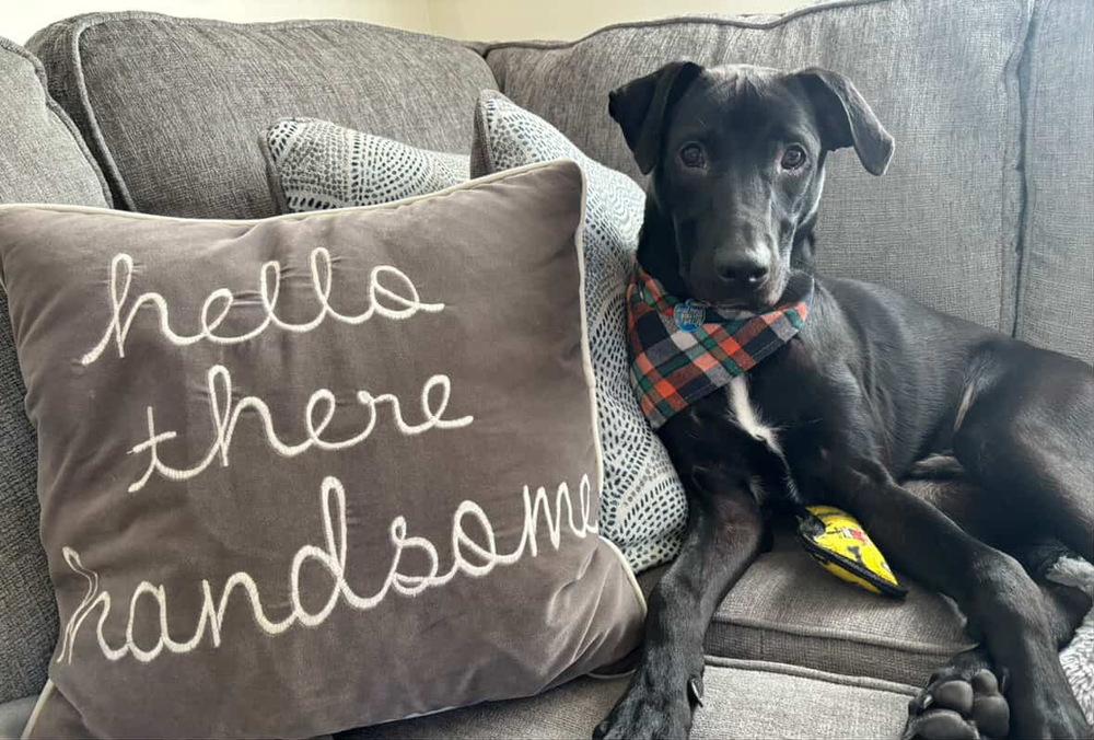 Brutus, Adoptable, Puppy Male Retriever.