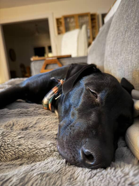 Enlarge Brutus, a Adoptable mixed breed in Valley Stream, NY image 2/6