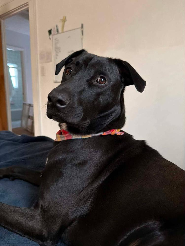 Enlarge Brutus, a Adoptable mixed breed in Valley Stream, NY image 3/6