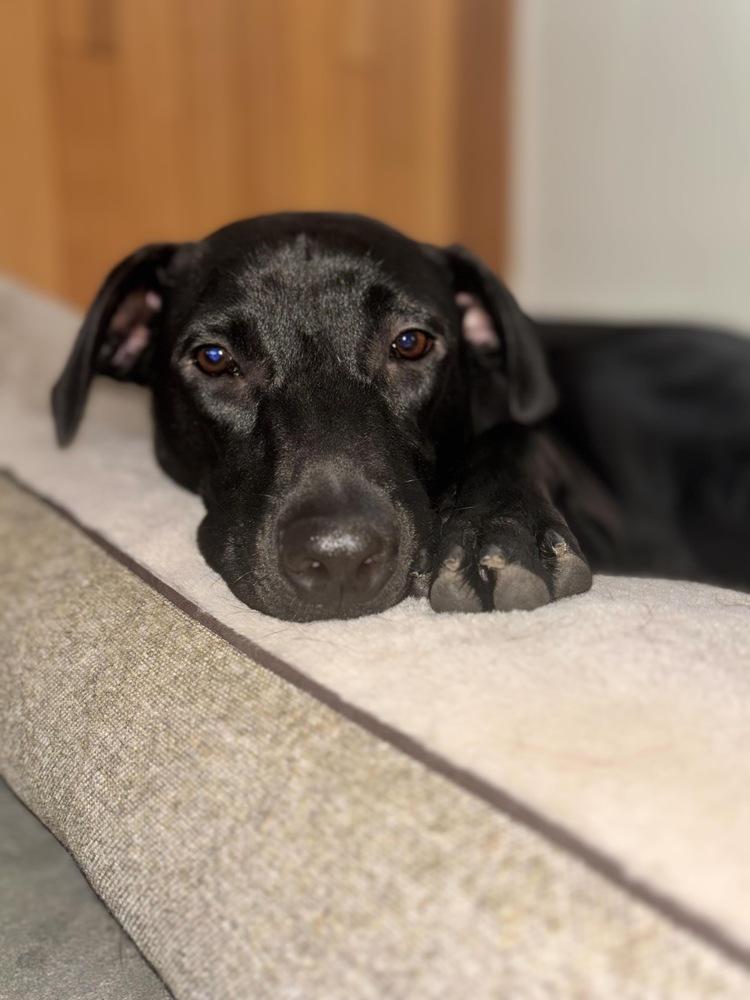 Enlarge Brutus, a Adoptable mixed breed in Valley Stream, NY image 3/6