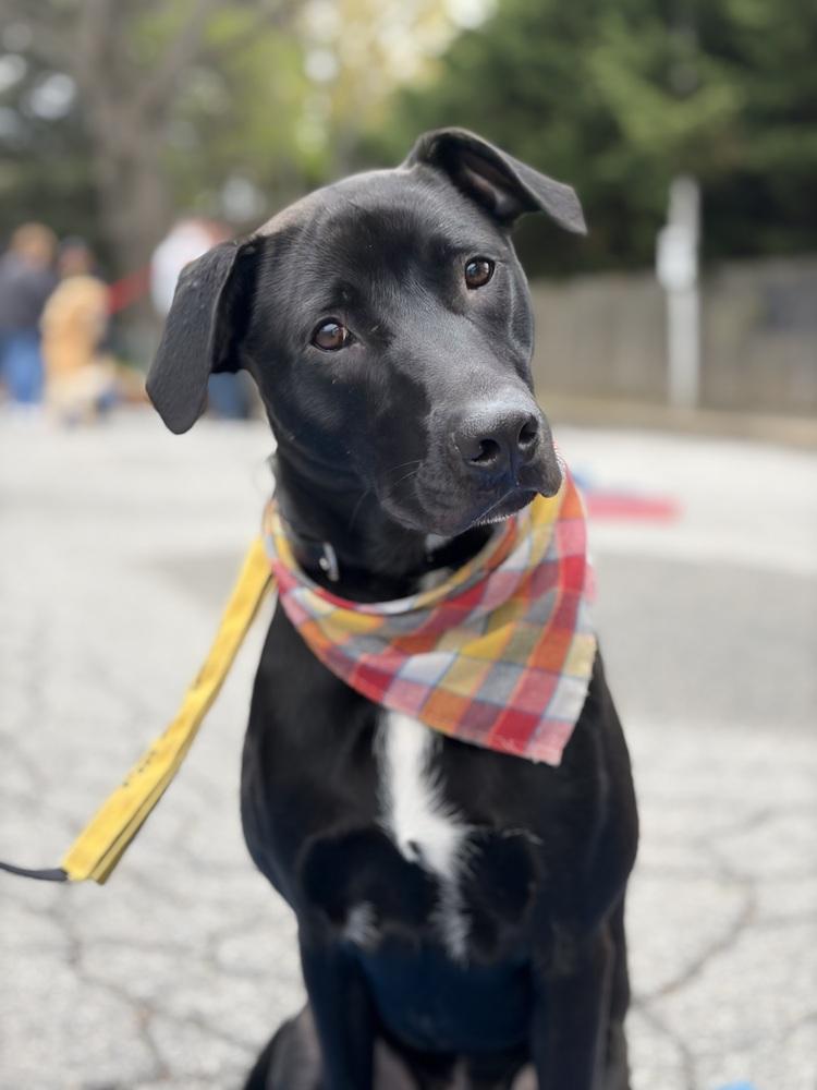 Brutus, a Adoptable mixed breed in Valley Stream, NY image 3/6