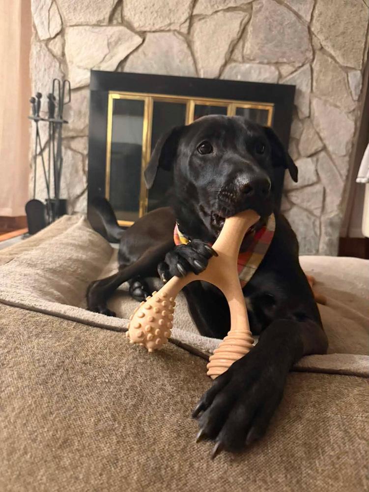 Brutus, a Adoptable mixed breed in Valley Stream, NY image 5/6