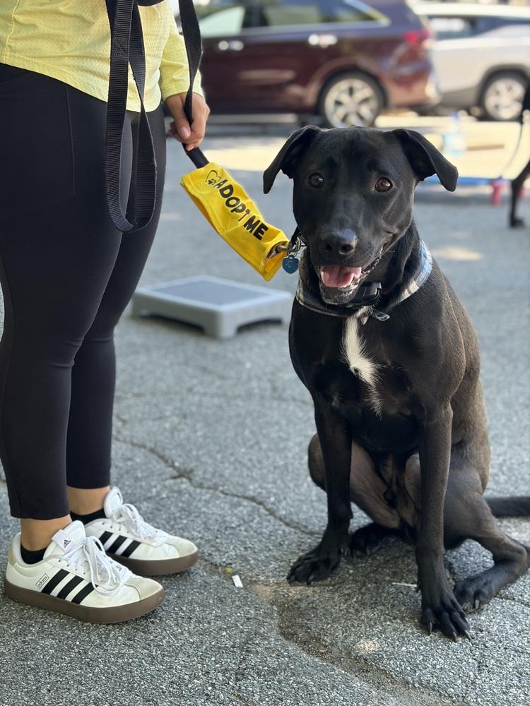 Brutus, a Adoptable mixed breed in Valley Stream, NY image 5/6