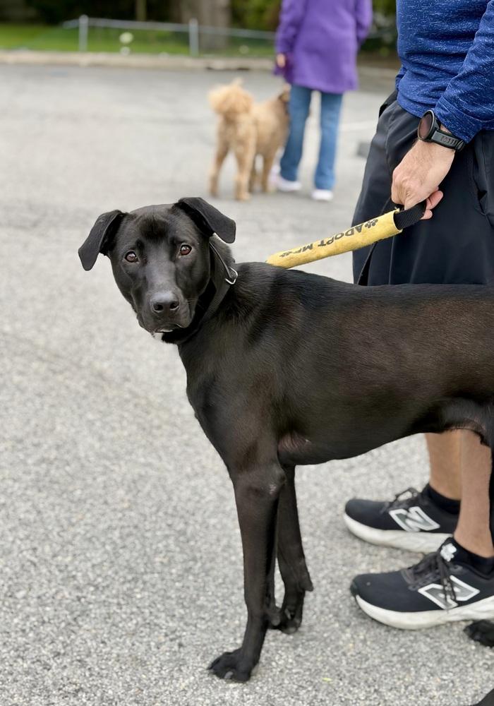 Brutus, a Adoptable mixed breed in Valley Stream, NY image 6/6