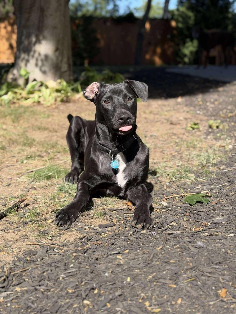 Enlarge Brutus, a Adoptable mixed breed in Valley Stream, NY image 4/6