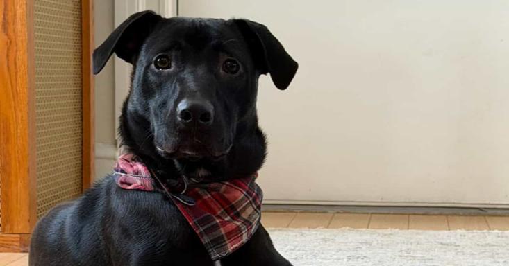 Enlarge Brutus, a Adoptable mixed breed in Valley Stream, NY image 5/6