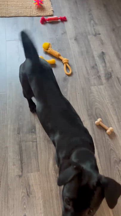 Enlarge Brutus, a Adoptable mixed breed in Valley Stream, NY video 6/6