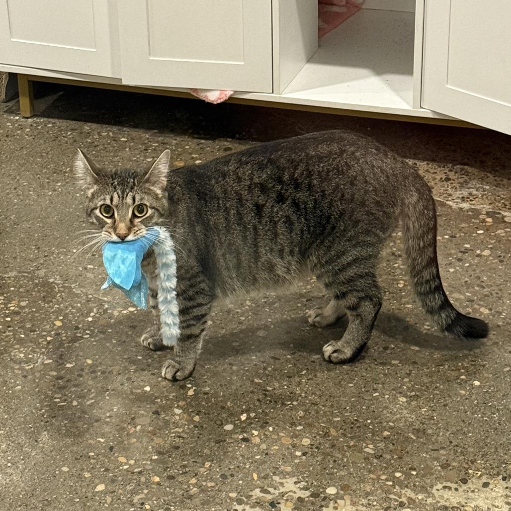 Quill (Bonded to Nintendo), Adoptable, Young Male Domestic Short Hair.