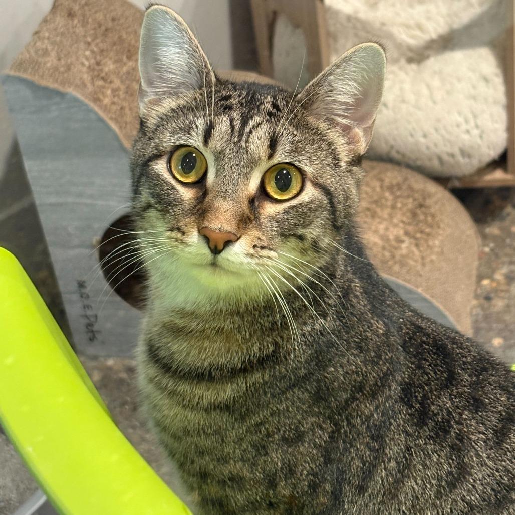 Enlarge Quill (Bonded to Nintendo), a Adoptable mixed breed in Louisville, KY image 2/4