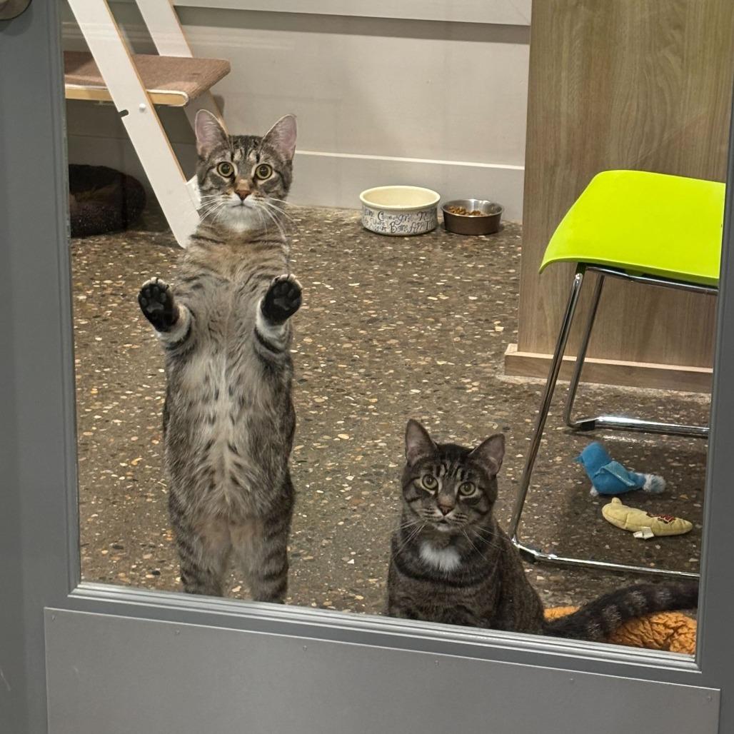 Enlarge Quill (Bonded to Nintendo), a Adoptable mixed breed in Louisville, KY image 3/4