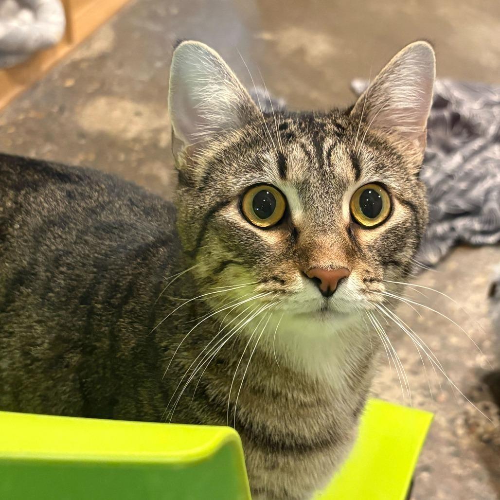 Enlarge Quill (Bonded to Nintendo), a Adoptable mixed breed in Louisville, KY image 4/4