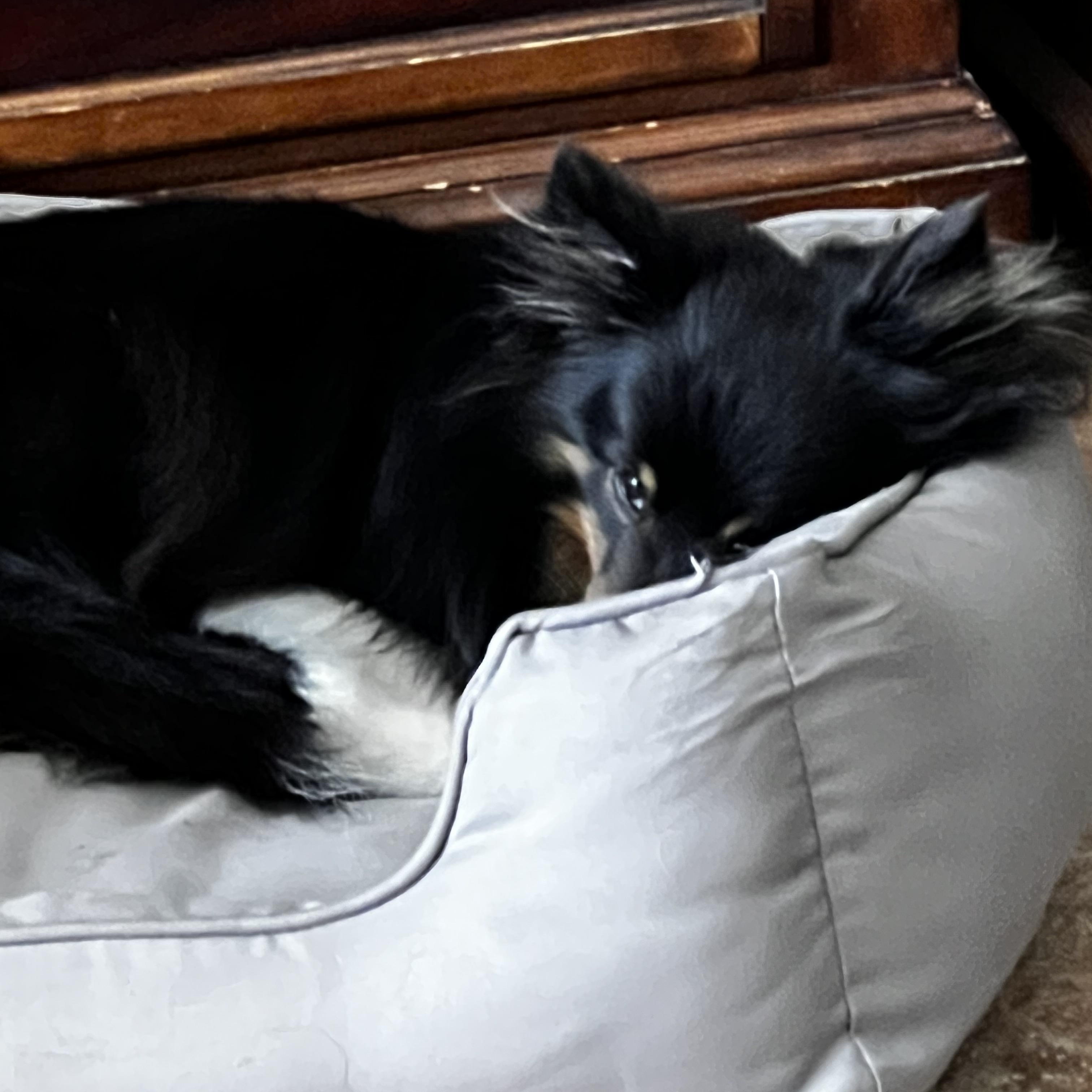 Maggie, Adoptable, Young Female Shetland Sheepdog / Sheltie.