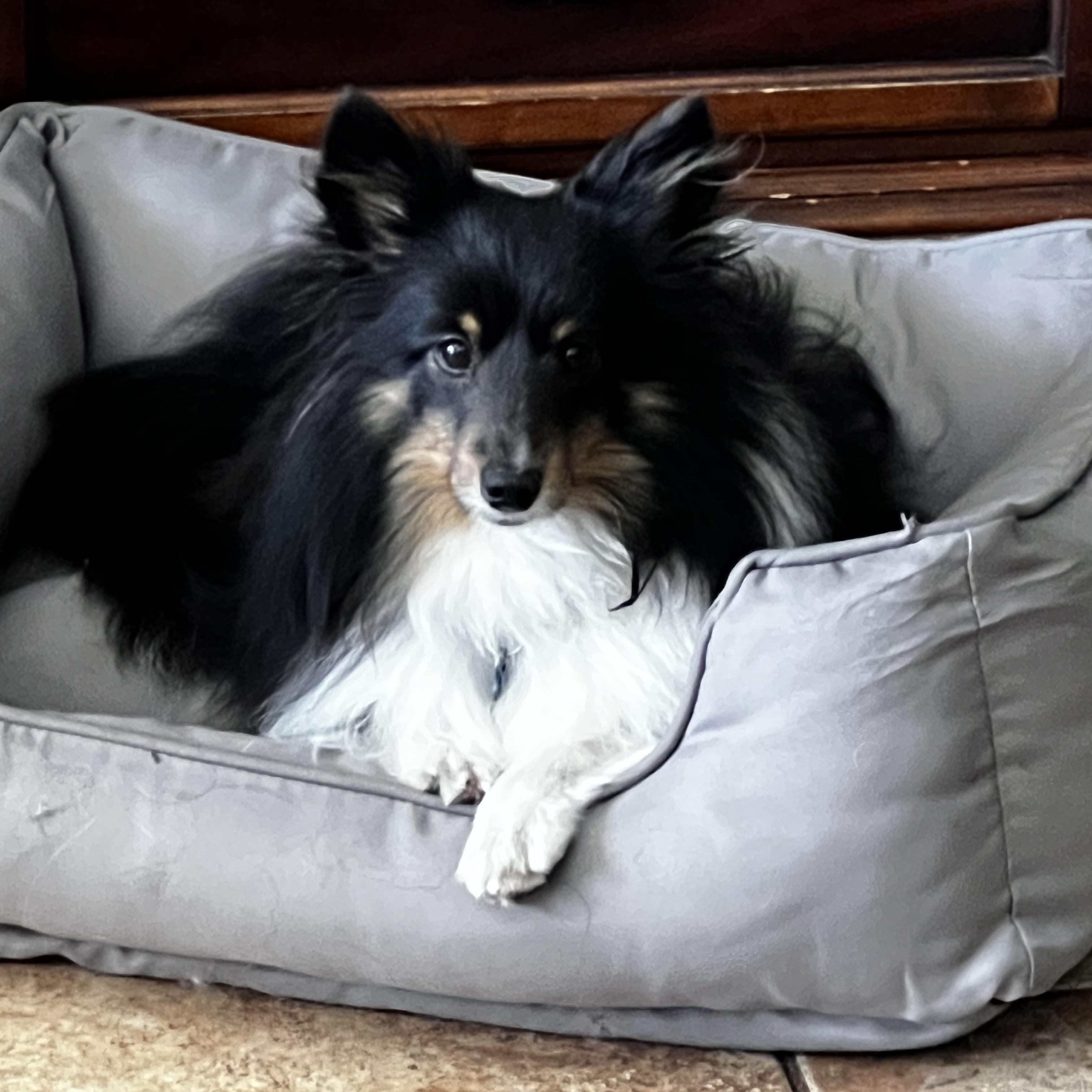 Enlarge Maggie, a Adoptable Shetland Sheepdog / Sheltie in Palm Bay, FL image 4/4