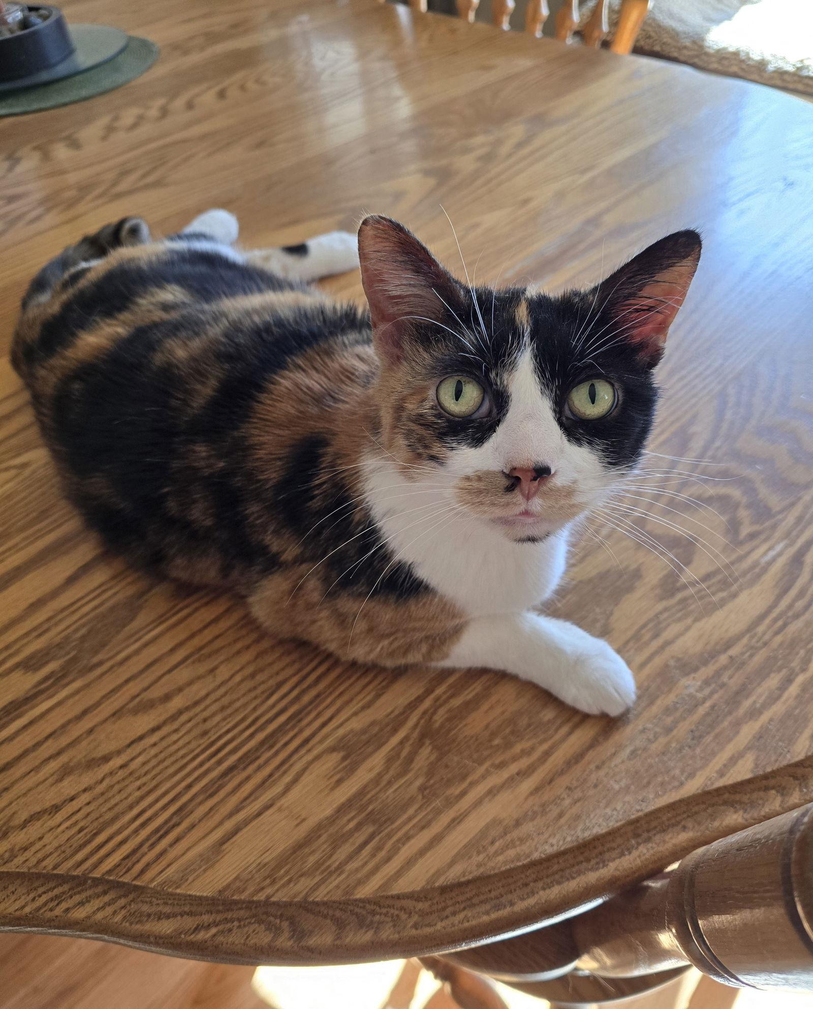 Enlarge Trixie, a Adoptable mixed breed in Columbus, IN image 1/3