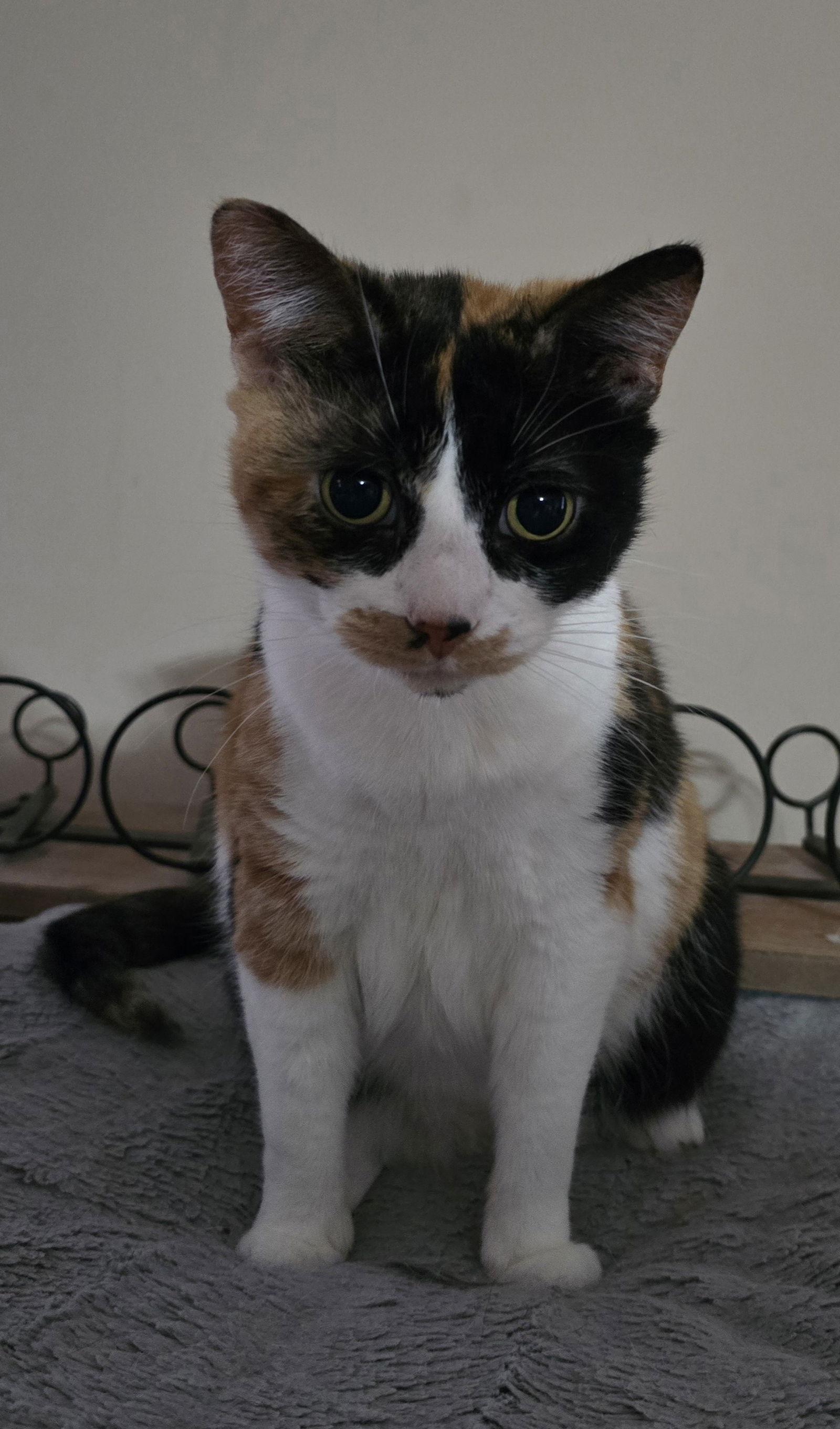 Enlarge Trixie, a Adoptable mixed breed in Columbus, IN image 2/3