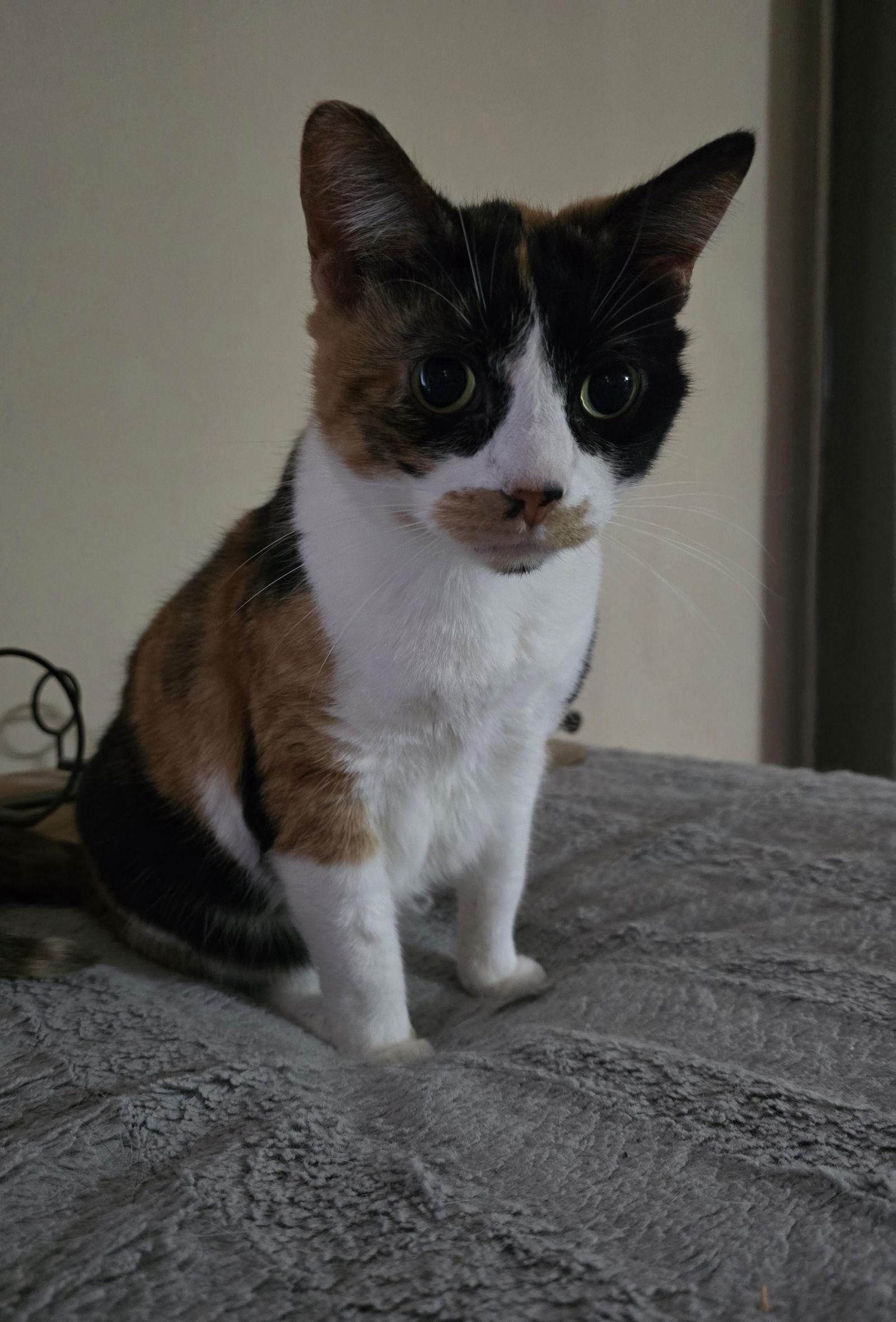 Enlarge Trixie, a Adoptable mixed breed in Columbus, IN image 3/3