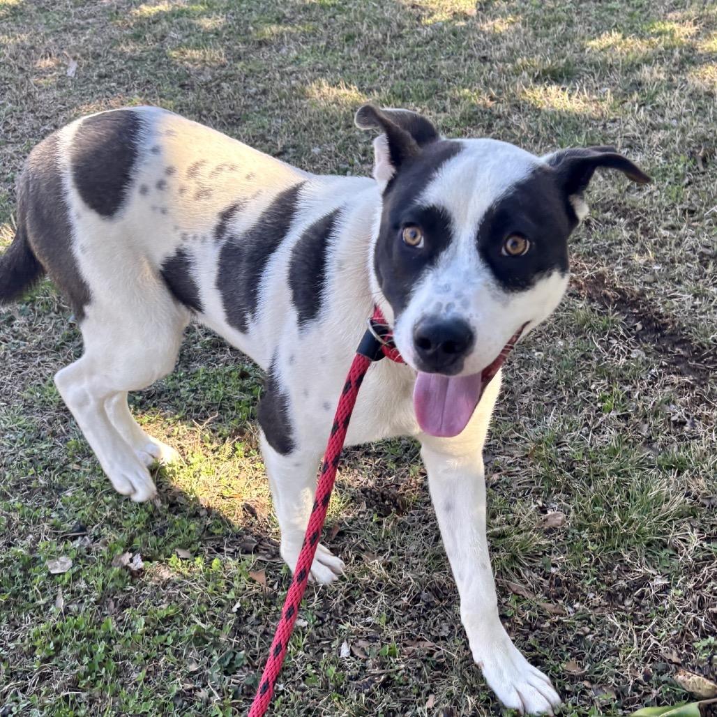 Troy — thumbnail 2