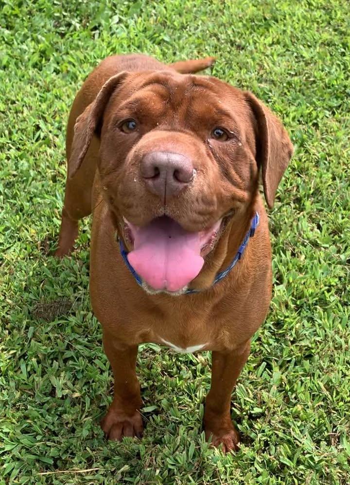 Chauncey, Adoptable, Young Male Mixed Breed.