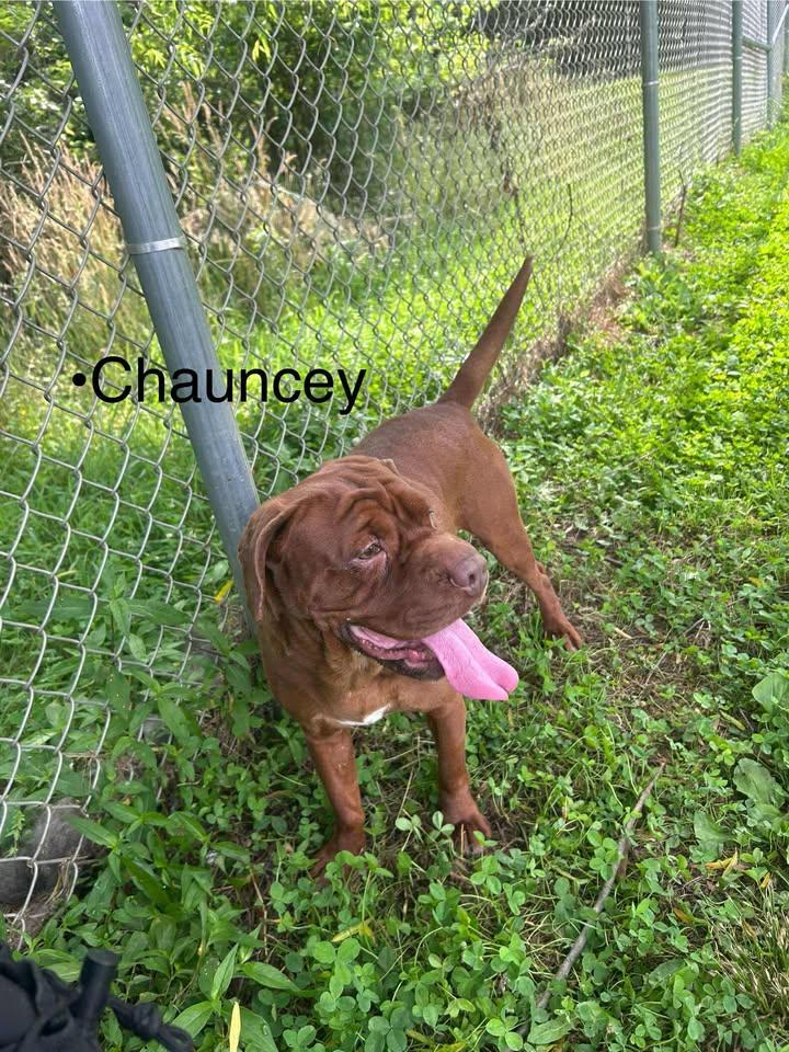 Chauncey, a Adoptable Mixed Breed in Point Pleasant, WV image 2/4