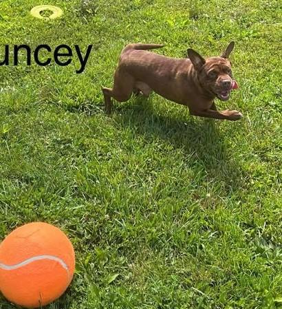 Chauncey, a Adoptable Mixed Breed in Point Pleasant, WV image 3/4