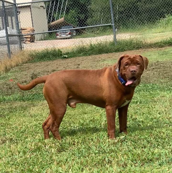 Chauncey, a Adoptable Mixed Breed in Point Pleasant, WV image 4/4