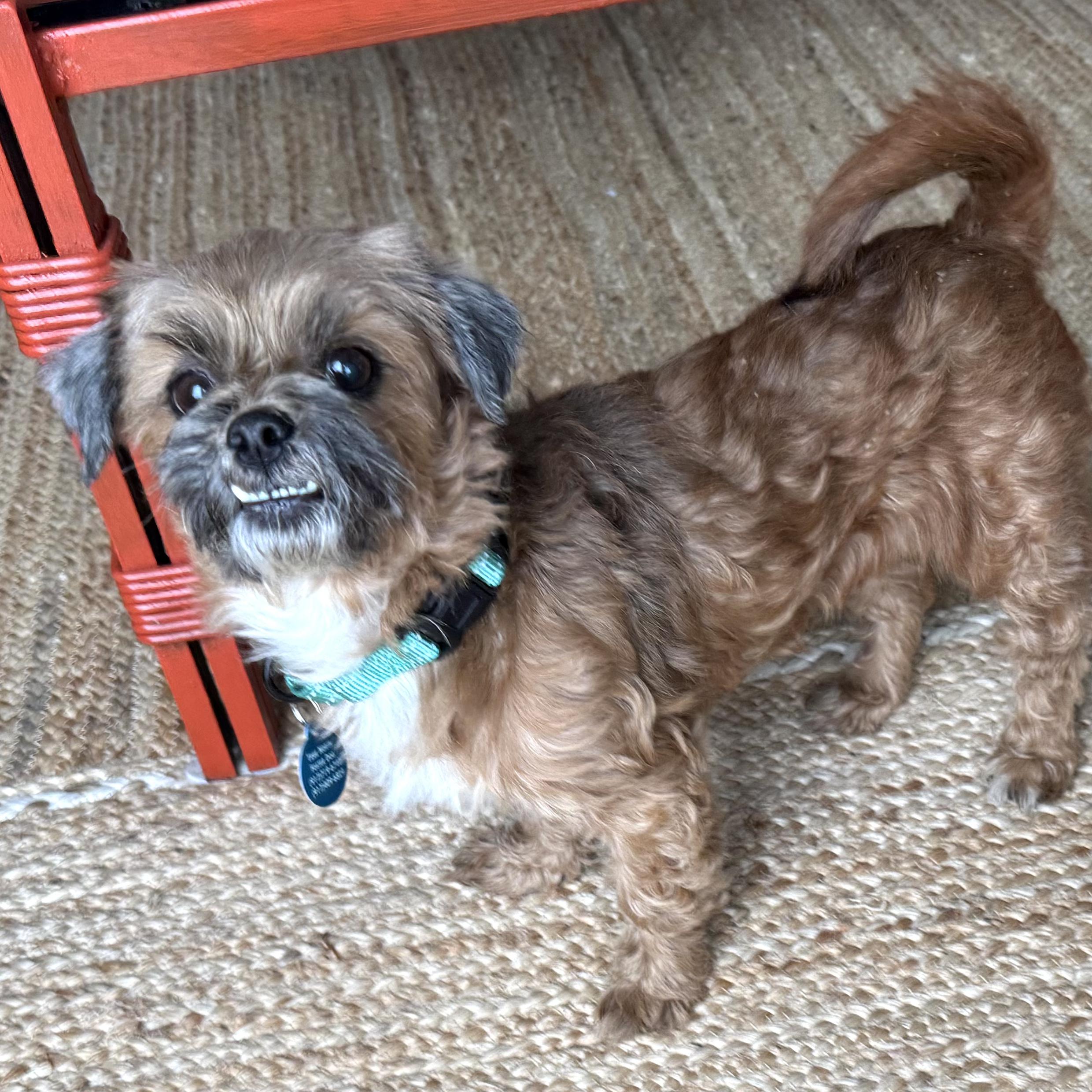 Cinder, adopted, Adult Female Yorkshire Terrier.