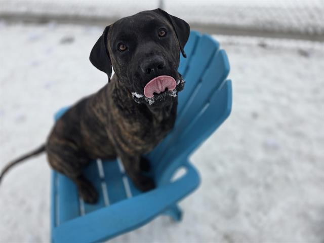 ANDRE THE GIANT, Adoptable, Adult Male Mastiff.