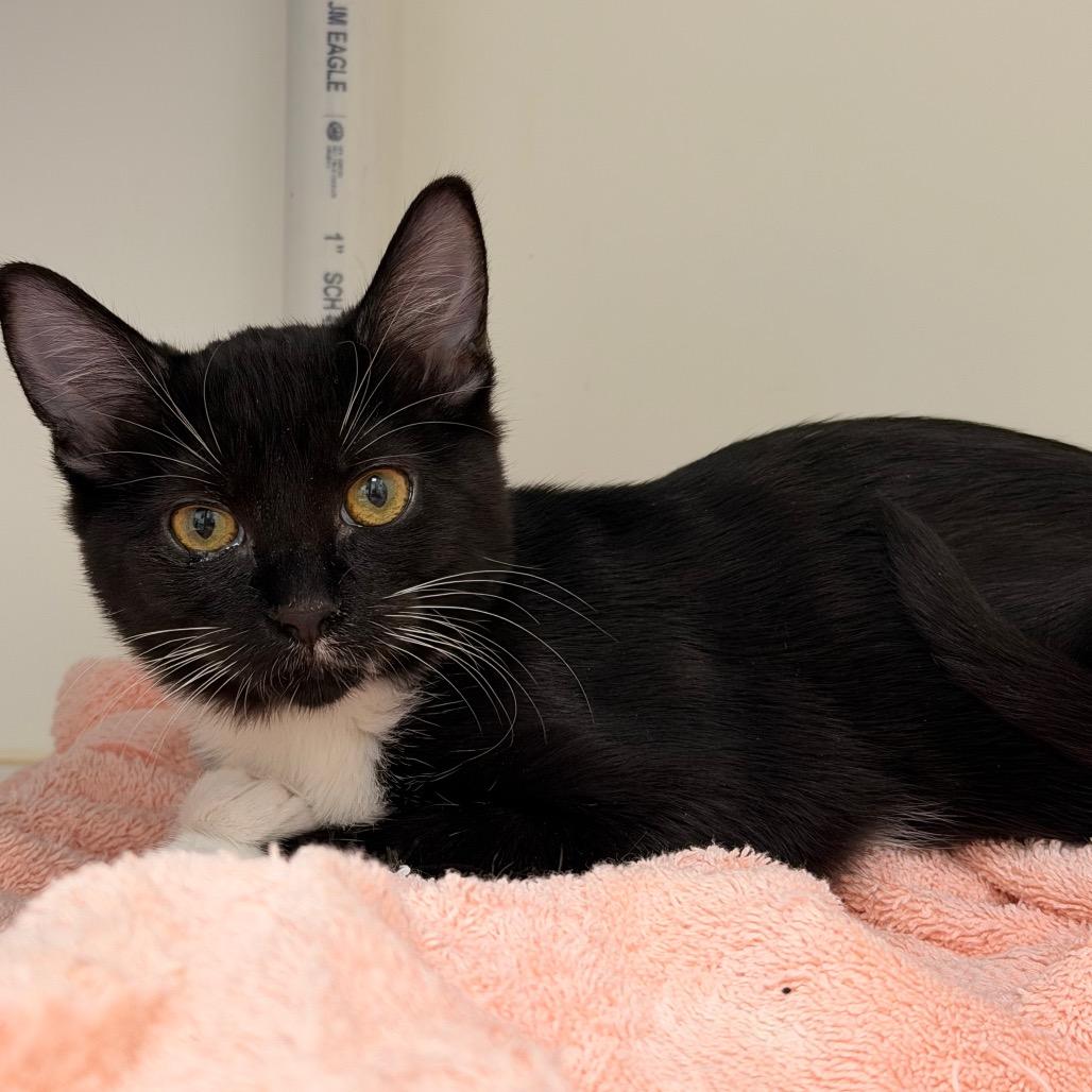 Sneakers — thumbnail 2