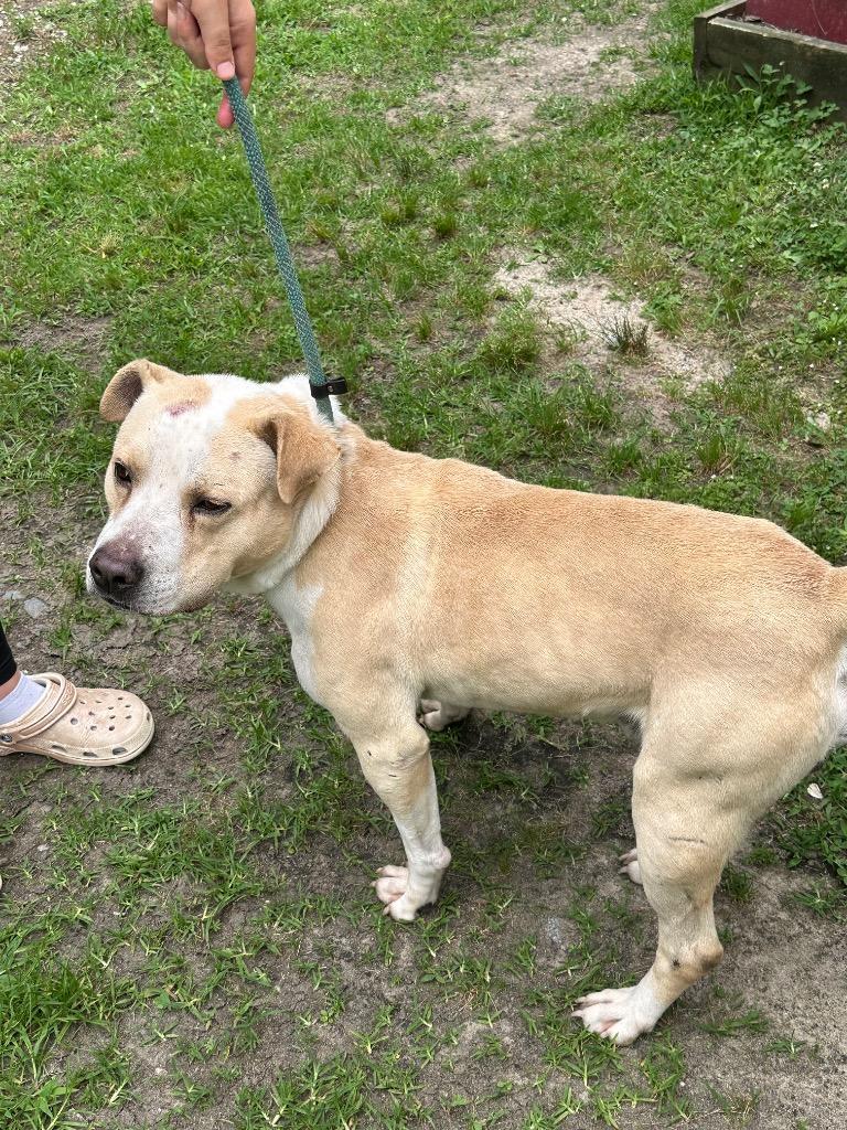 Dimple, small yellow Lab mix boy