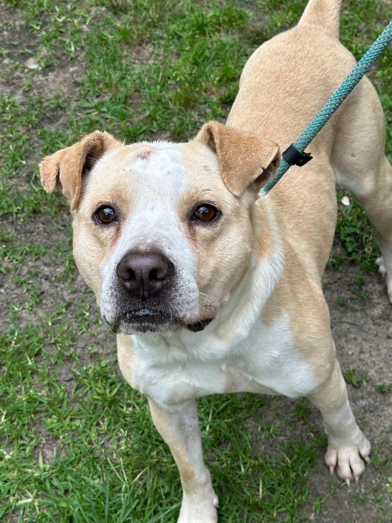 Dimple, small yellow Lab mix boy