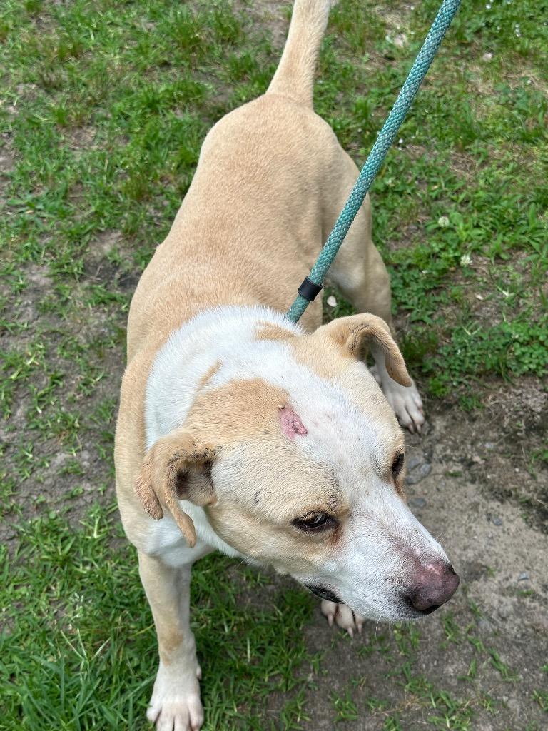 Dimple, small yellow Lab mix boy