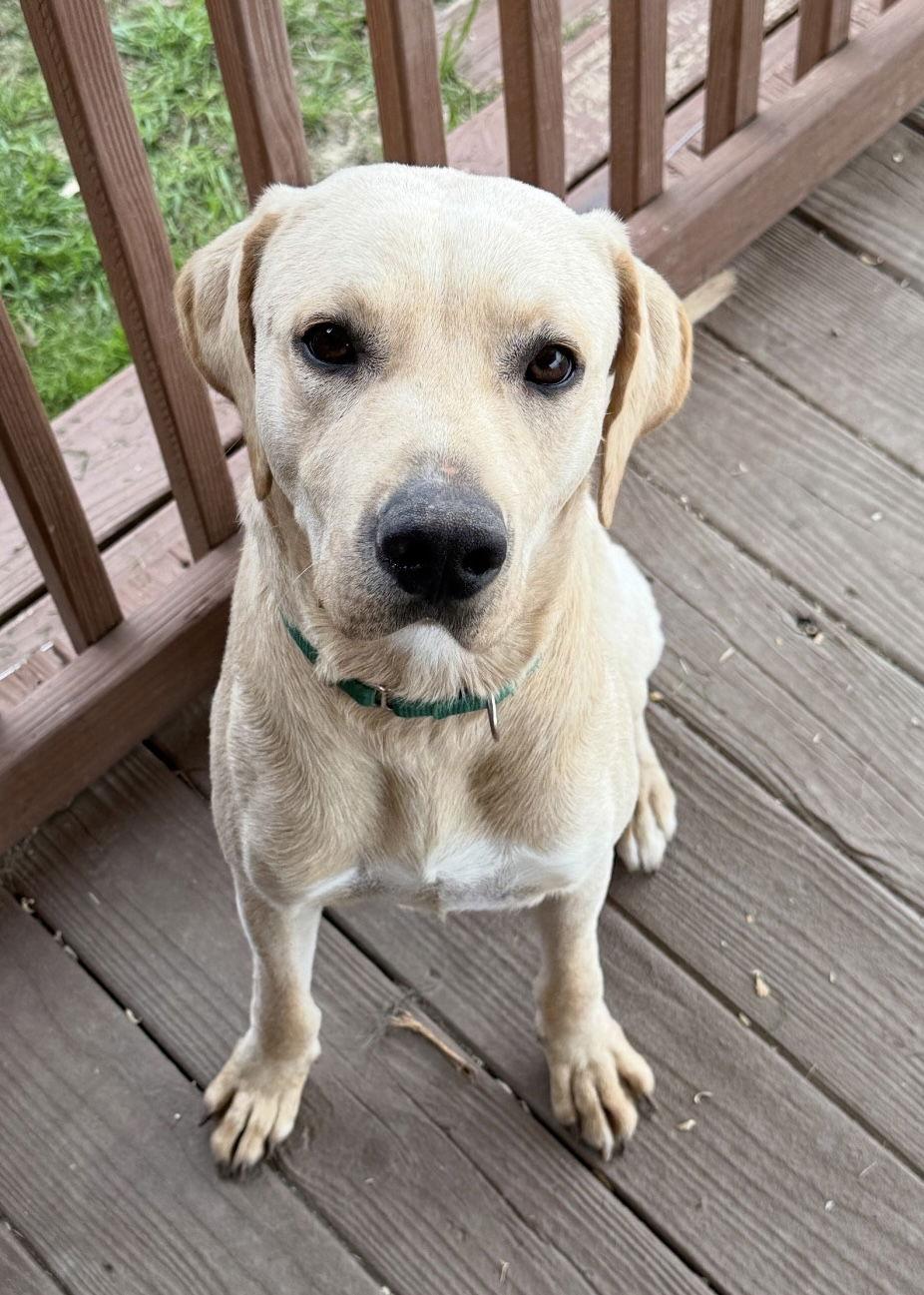 Gilbert, Adoptable, Young Male Labrador Retriever.