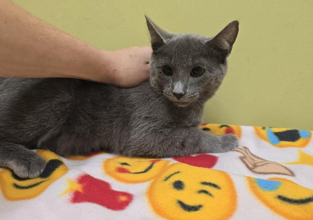 Rio, Adoptable, Young Male Domestic Short Hair.