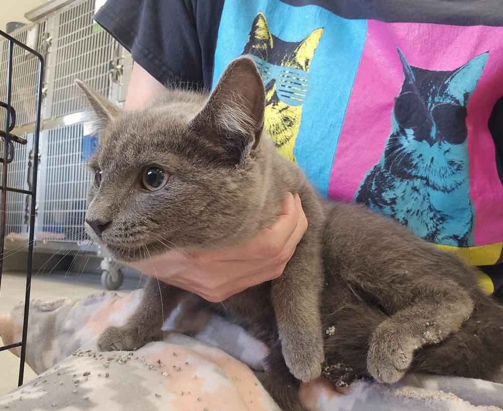 Enlarge Rio, a Adoptable Domestic Short Hair in Dickson, TN image 2/2